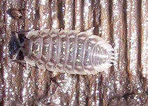 image of isopod