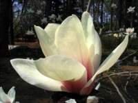 image of magnolia #60