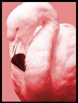 image of flamingo