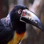 image of bird