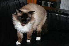 image of birman #0