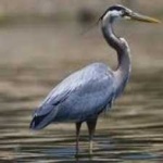 image of blue_heron #2