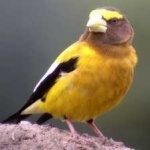 image of bird