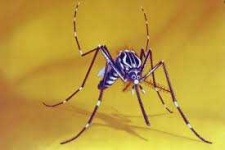 image of animal