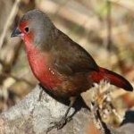 image of african_firefinch #7
