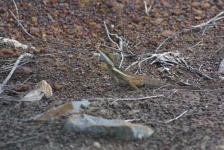 image of animal