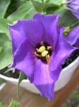 image of flower