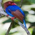 image of bird