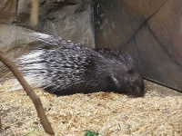 image of porcupine