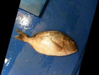 image of red_sea_bream #2