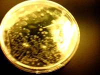 image of petri_dish