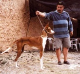 image of ibizan_hound