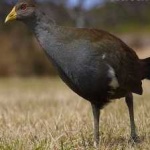 image of bird