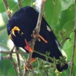 image of enggano_myna #10