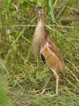 image of bittern