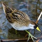 image of bird