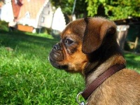 image of brabancon_griffon