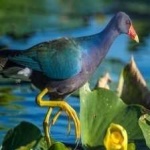 image of bird