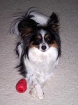 image of papillon