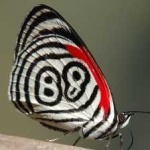 image of animal