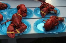image of american_lobster