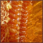 image of honeycomb