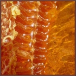 image of honeycomb #22