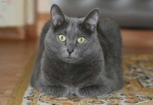 image of russian_blue #4