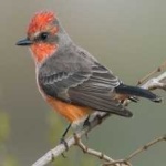 image of bird