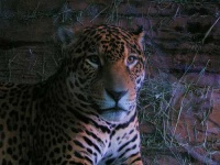 image of jaguar_car