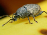 image of weevil