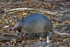 image of armadillo