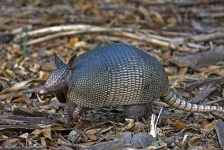 image of armadillo #29