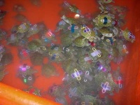 image of terrapin