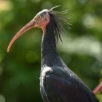 image of northern_bald_ibis #15