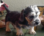 image of dandie_dinmont