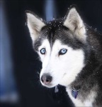 image of eskimo_dog #2