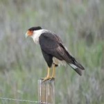 image of bird