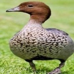 image of bird
