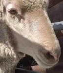 image of animal