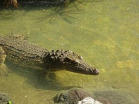 image of african_crocodile