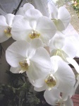 image of moon_orchid #38