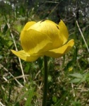 image of flower