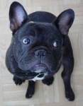 image of french_bulldog