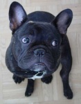 image of french_bulldog #0