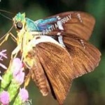 image of animal