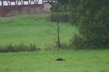 image of black_stork