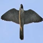 image of bird