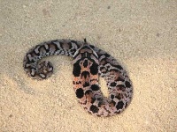 image of hognose_snake #7