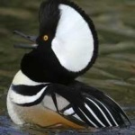 image of bird